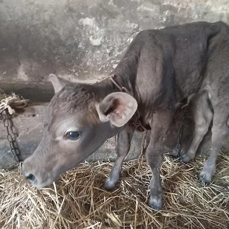 Apartamento Alfa Nr 3 Kopań