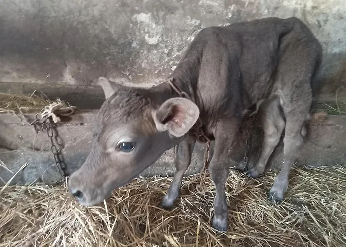 Apartament Alfa Kopań